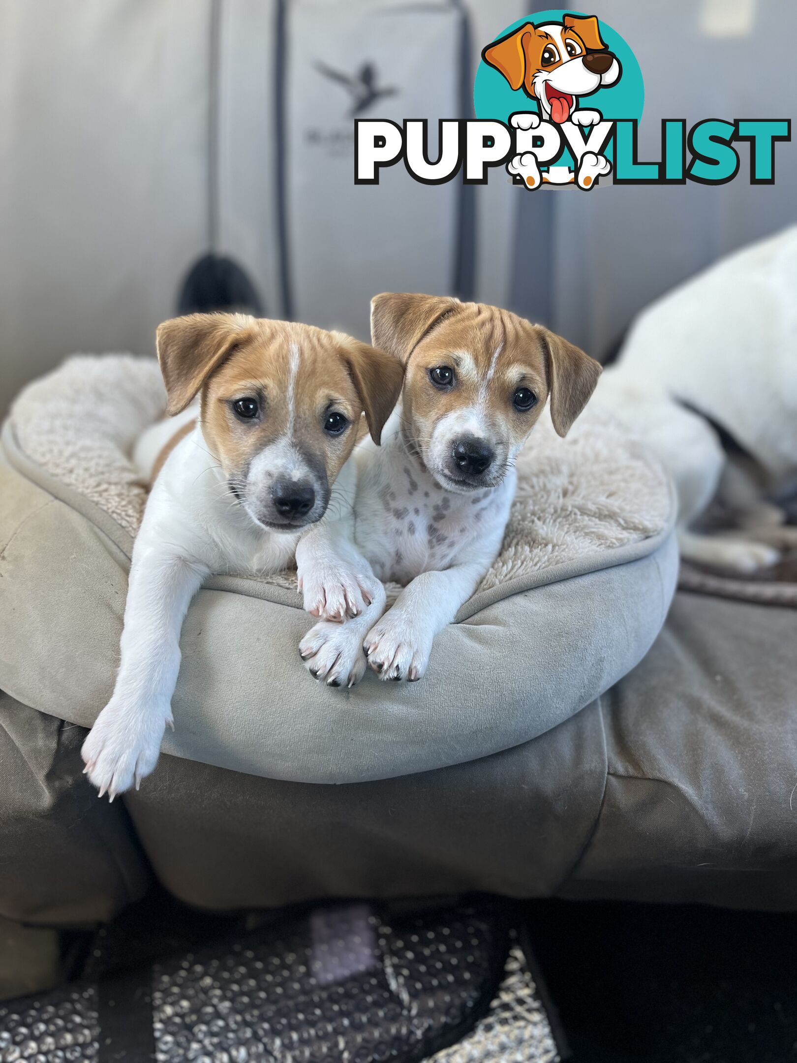 Jack Russell Pups