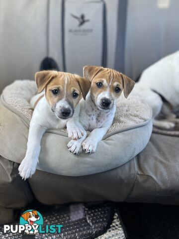 Jack Russell Pups