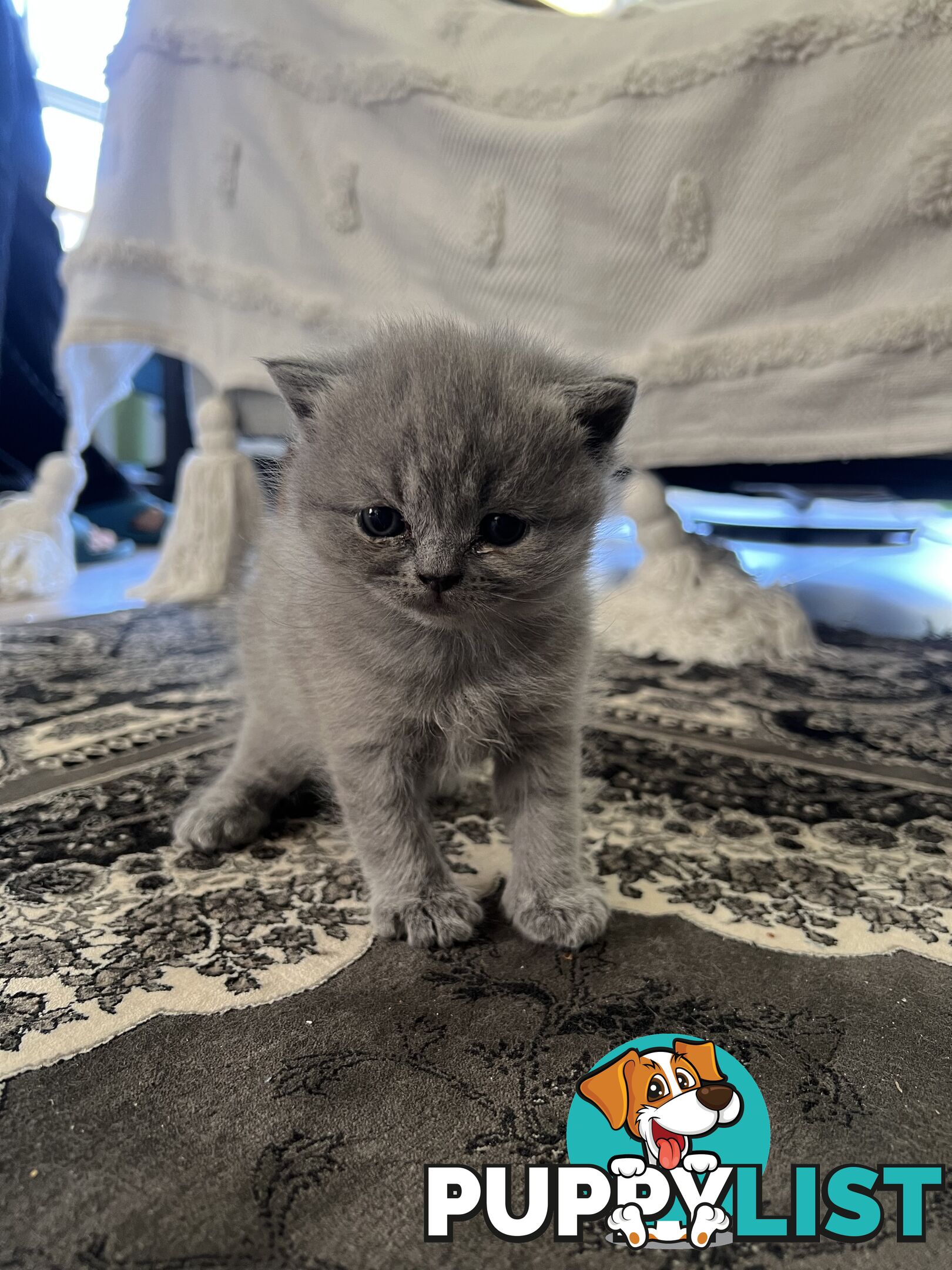 Pure Bred Blue British shorthair Kittens