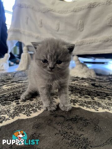 Pure Bred Blue British shorthair Kittens