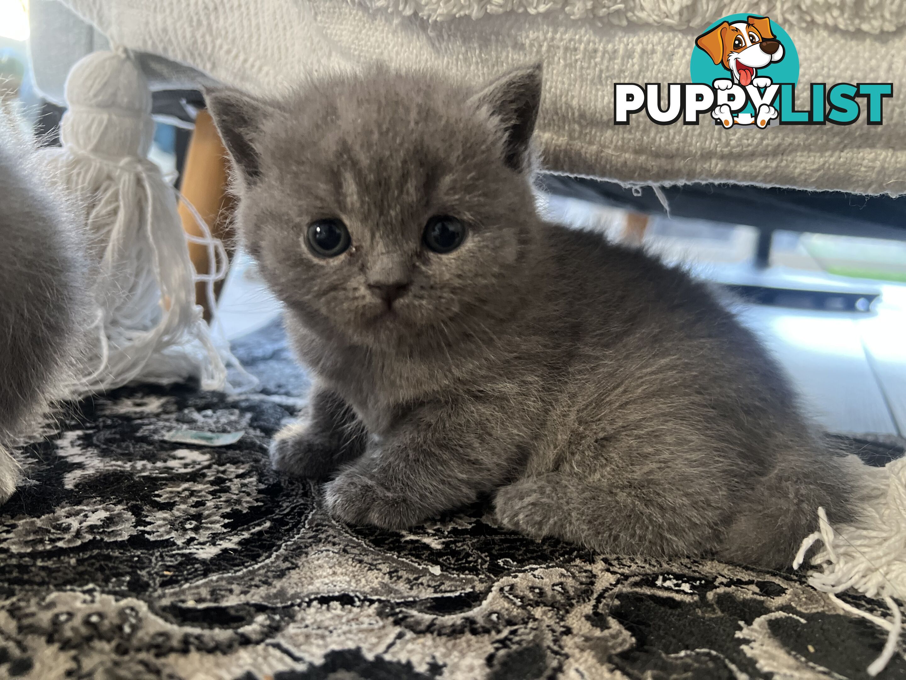 Pure Bred Blue British shorthair Kittens