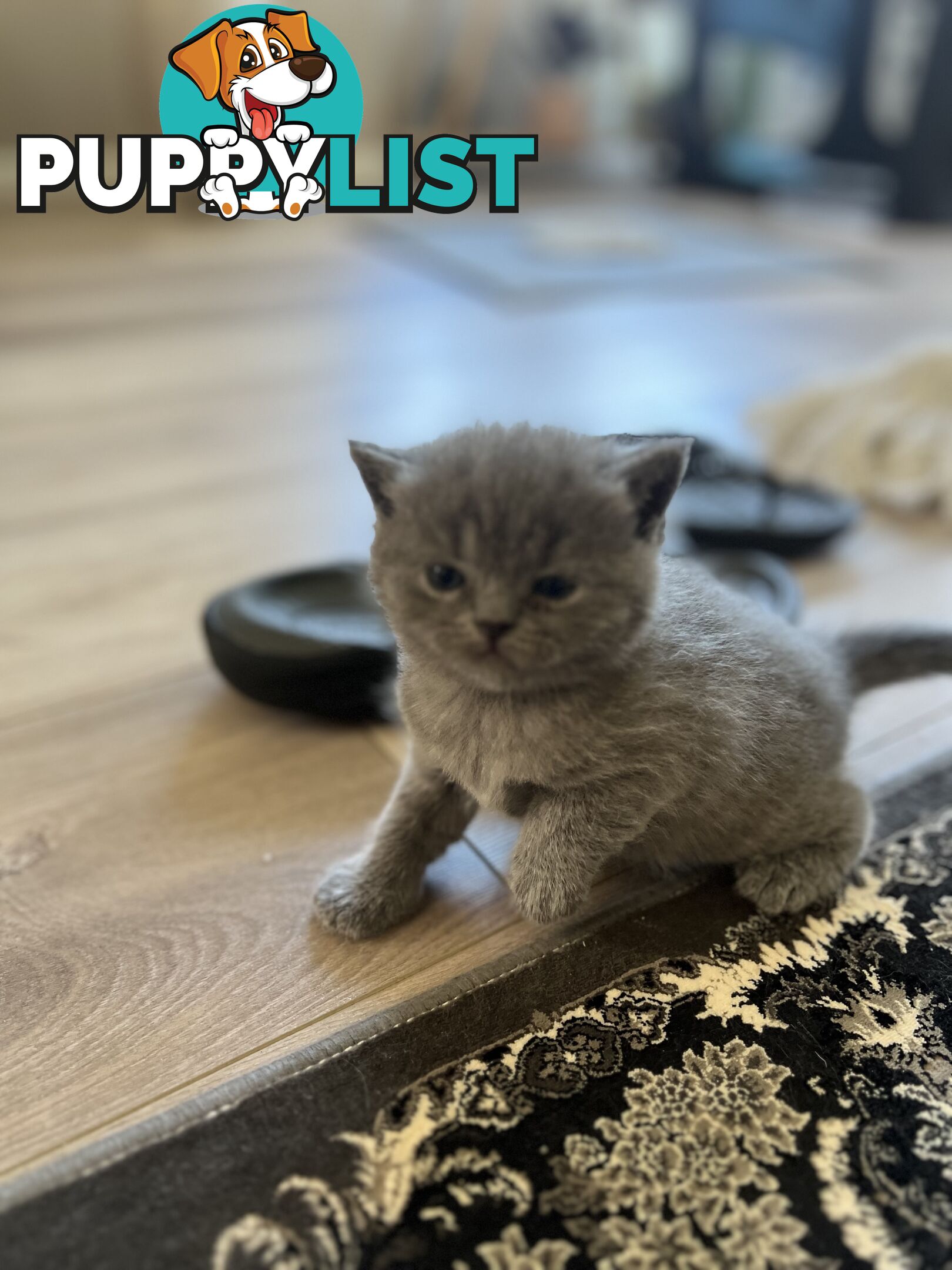 Pure Bred Blue British shorthair Kittens