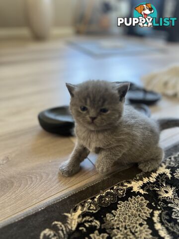 Pure Bred Blue British shorthair Kittens