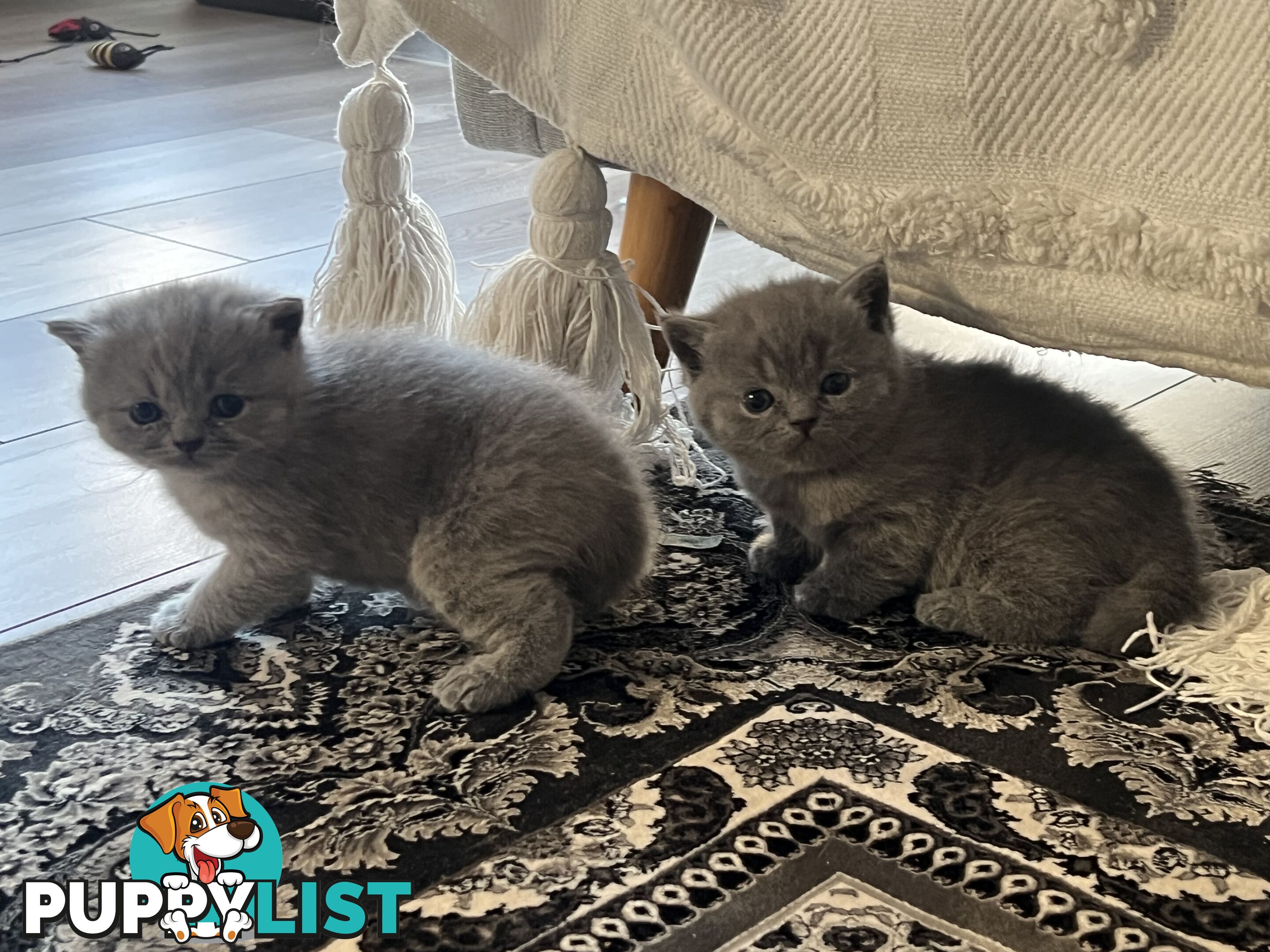 Pure Bred Blue British shorthair Kittens