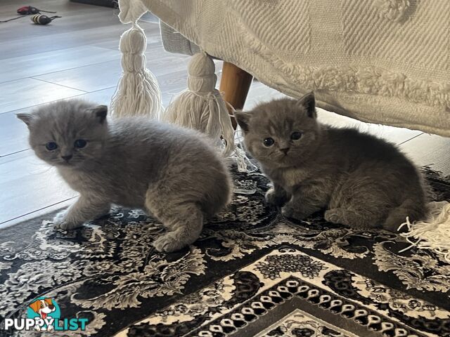 Pure Bred Blue British shorthair Kittens