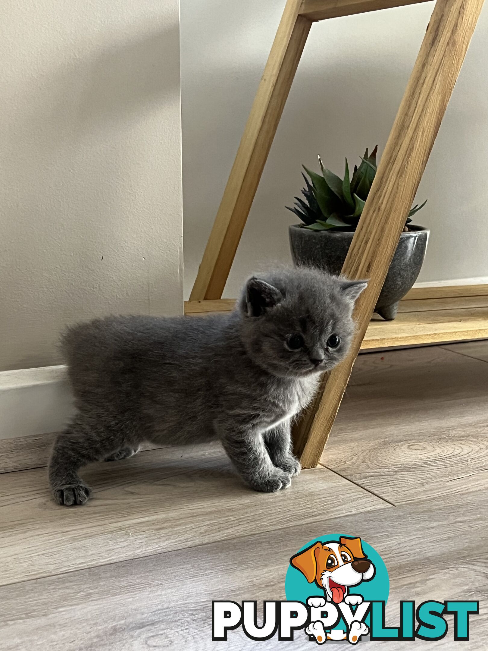 Pure Bred Blue British shorthair Kittens