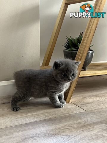 Pure Bred Blue British shorthair Kittens