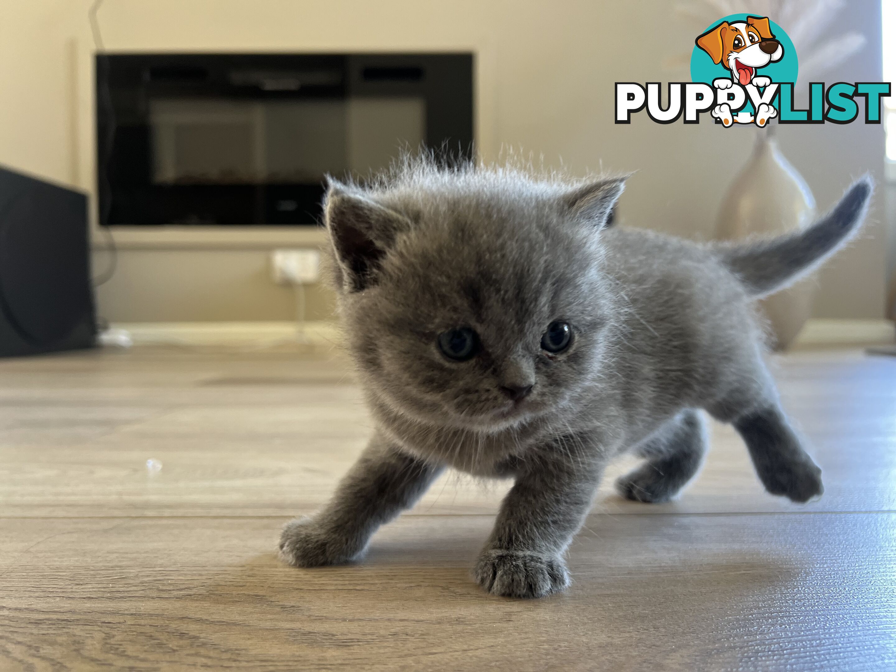 Pure Bred Blue British shorthair Kittens