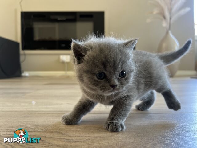 Pure Bred Blue British shorthair Kittens