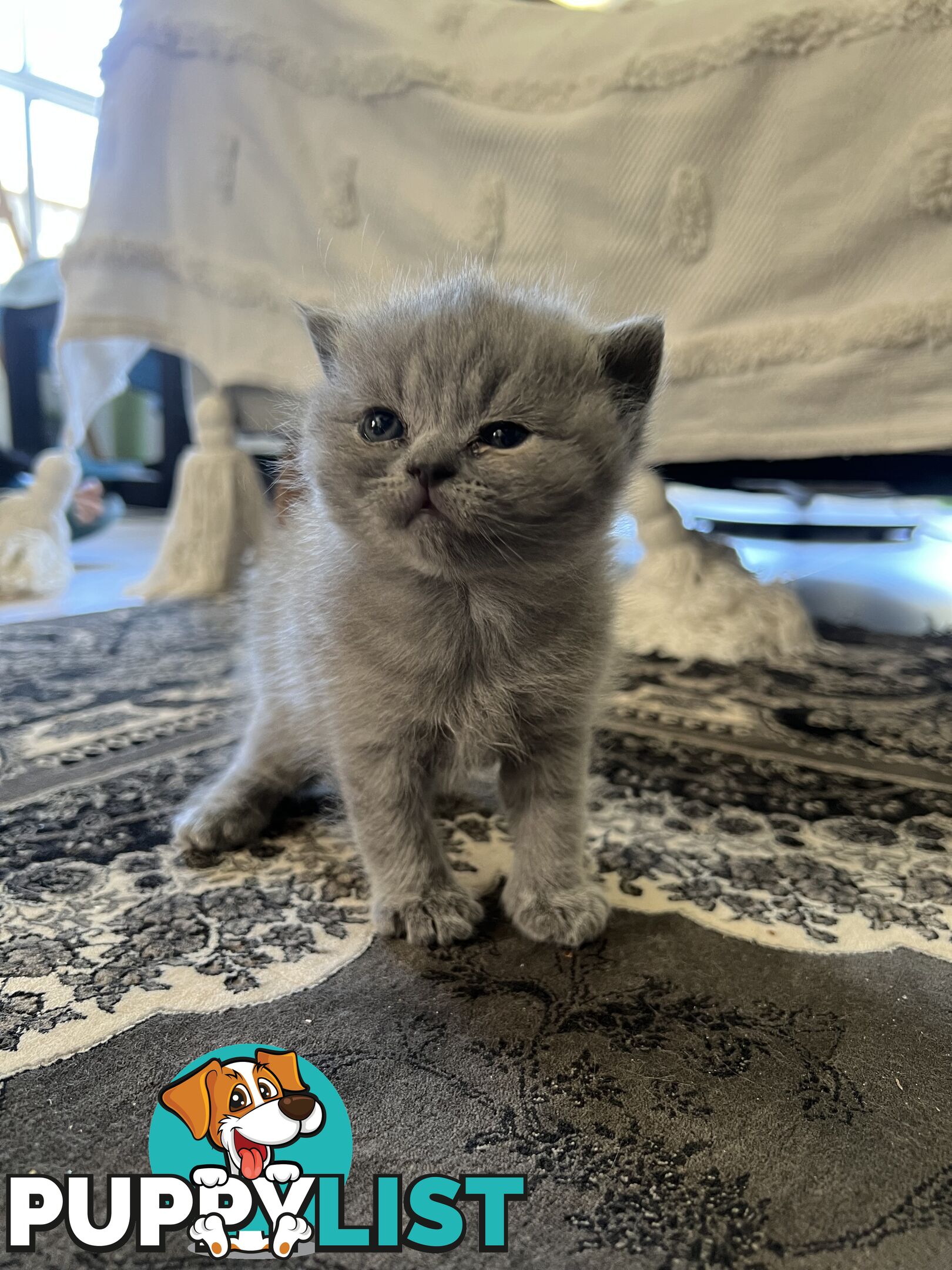 Pure Bred Blue British shorthair Kittens