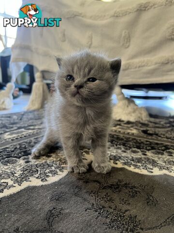 Pure Bred Blue British shorthair Kittens