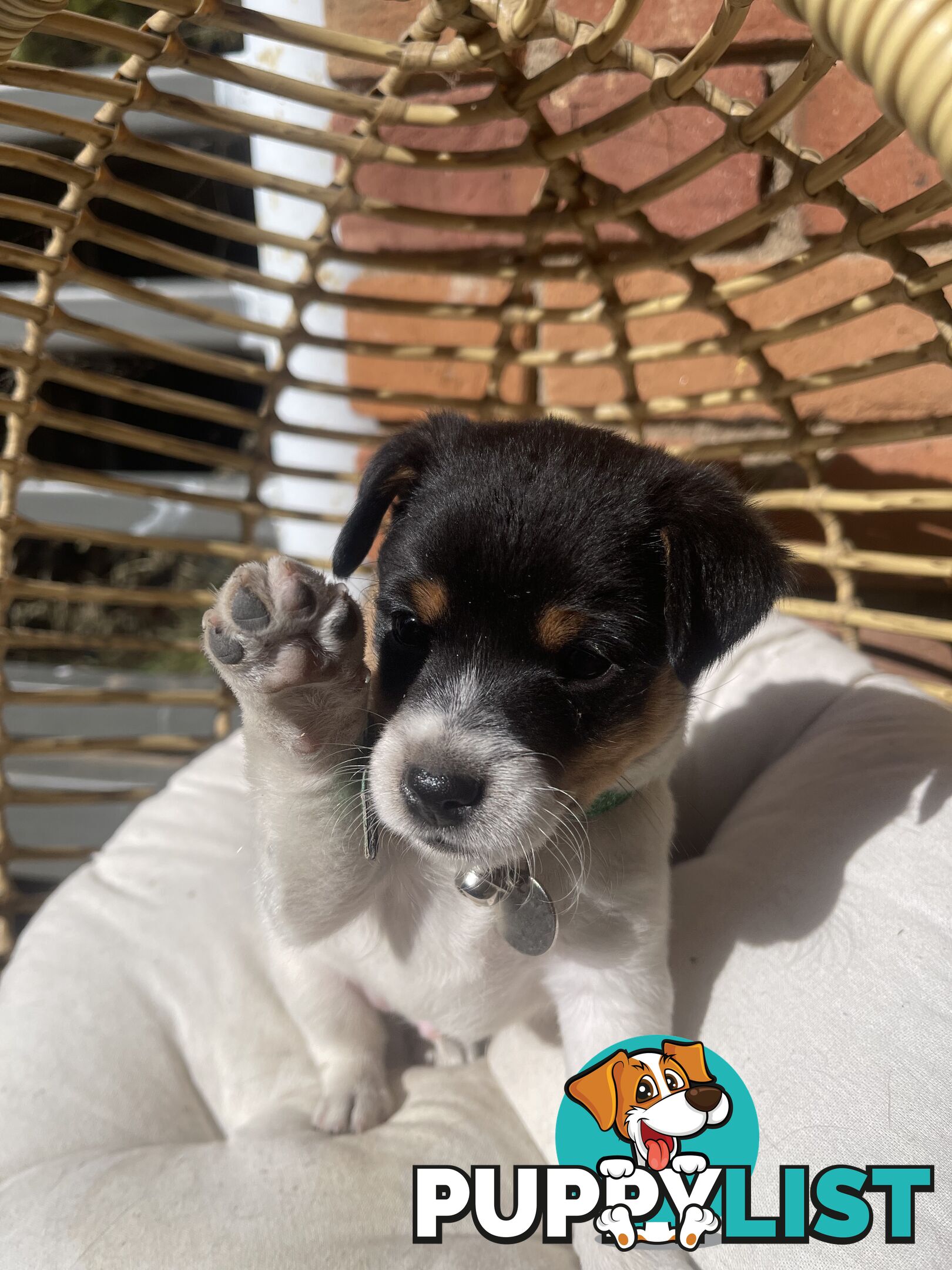 Miniature fox terrier