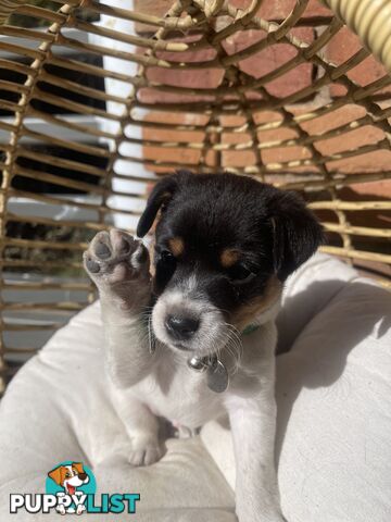 Miniature fox terrier