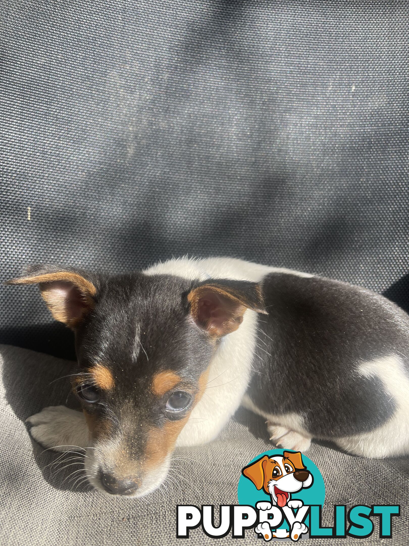 Miniature fox terrier