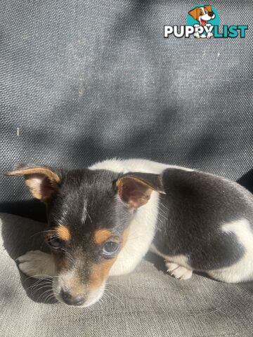 Miniature fox terrier