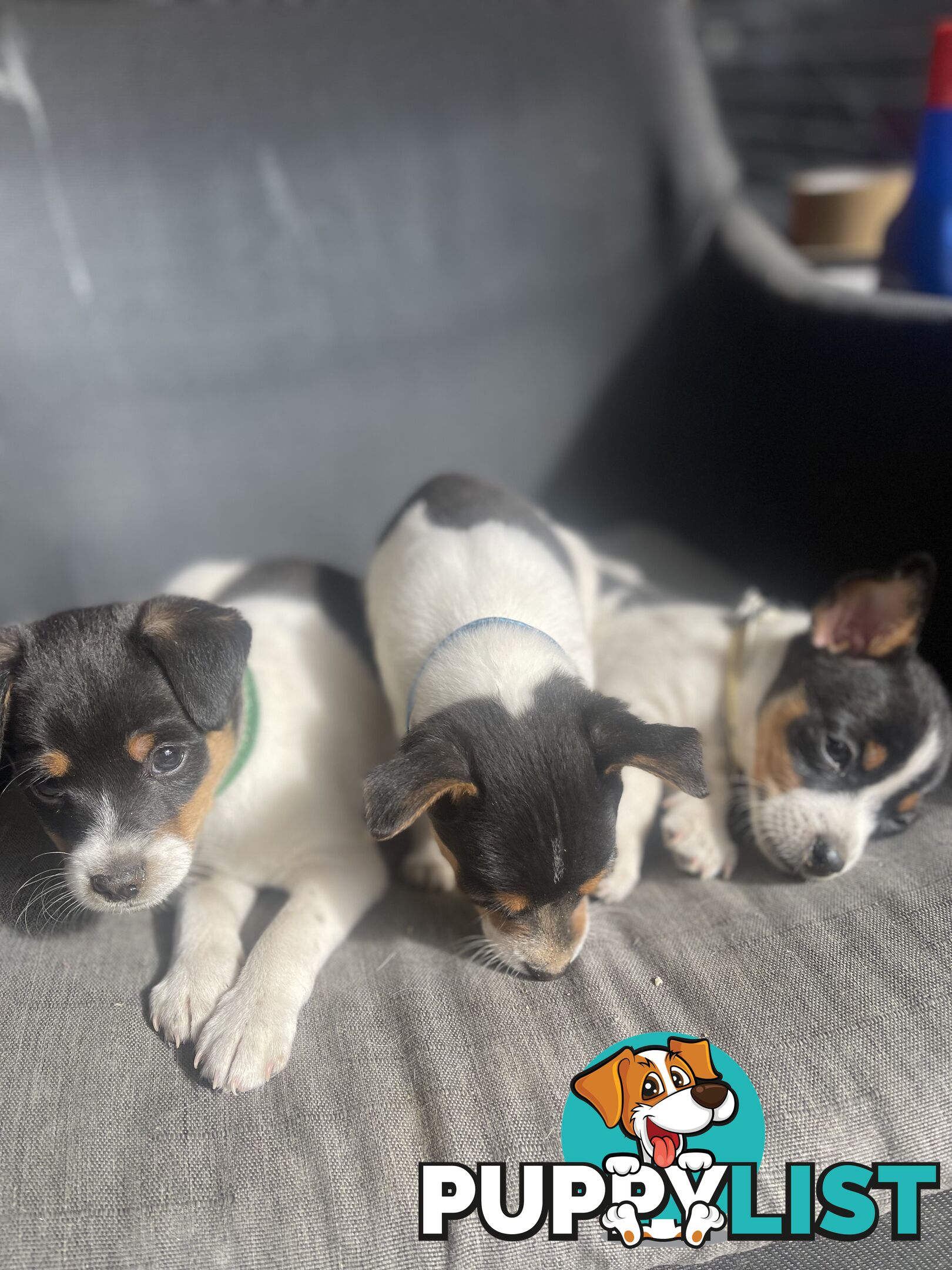 Miniature fox terrier