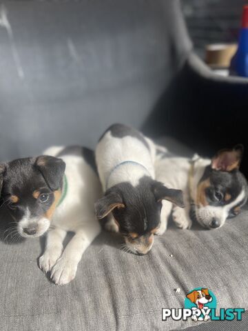 Miniature fox terrier