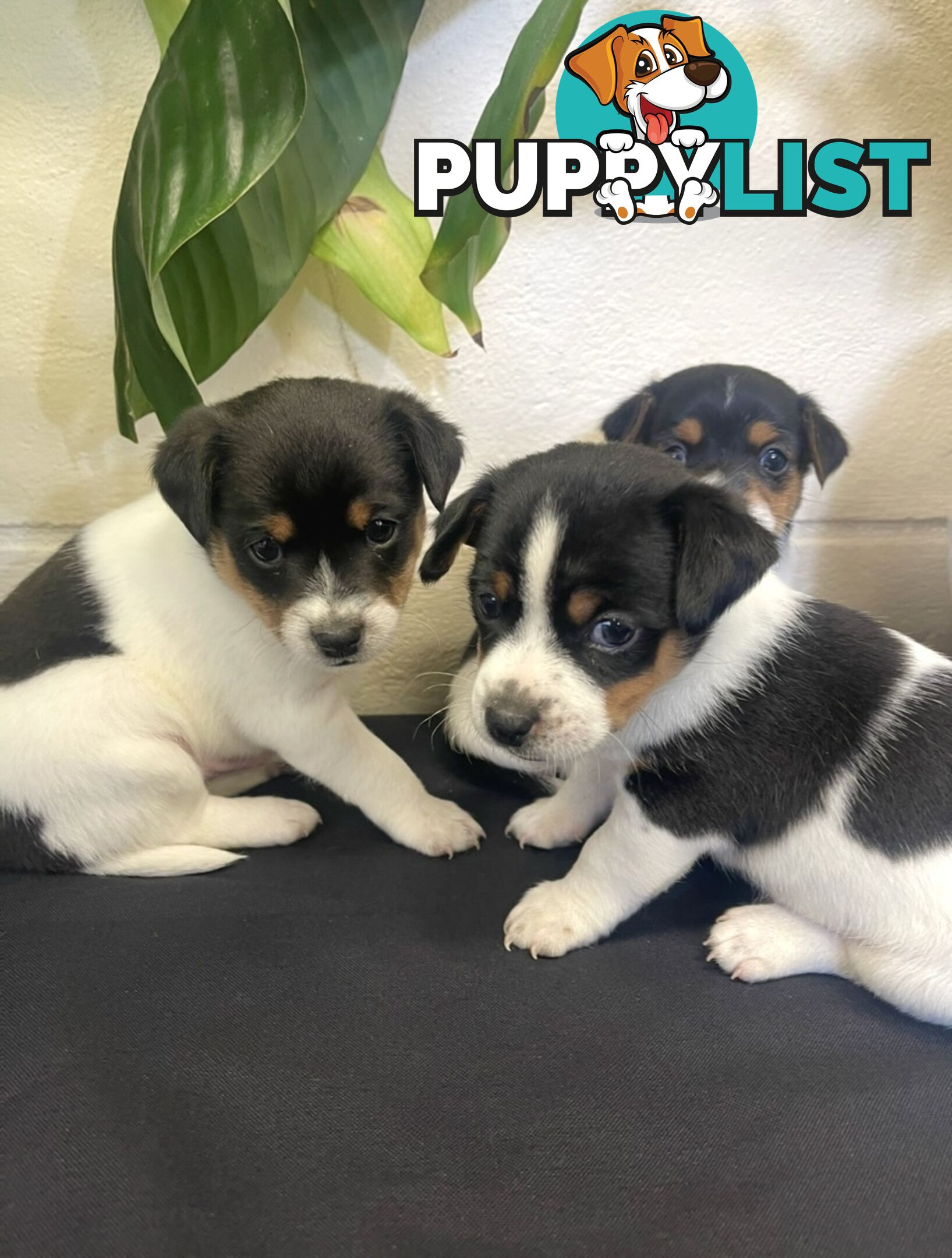 Miniature fox terrier