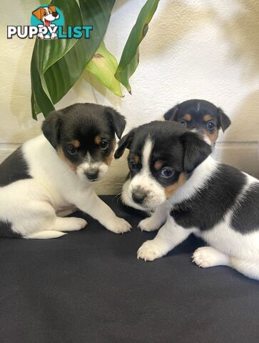 Miniature fox terrier