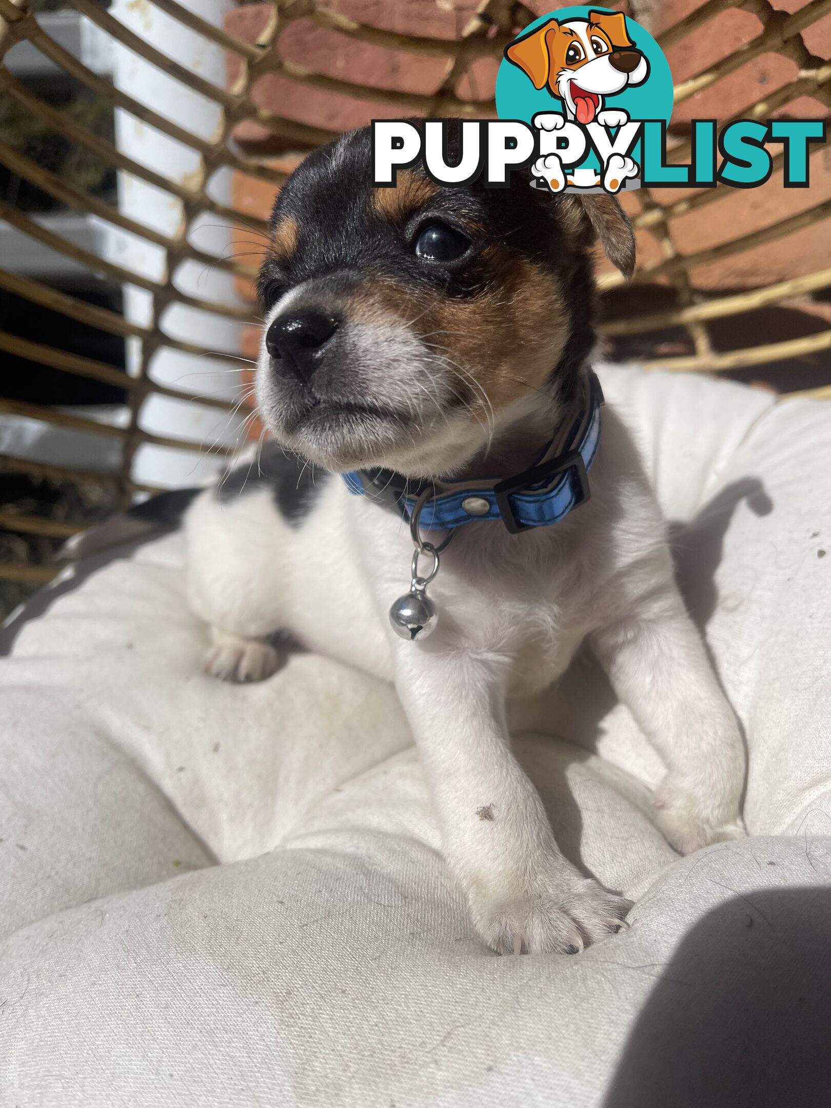 Miniature fox terrier