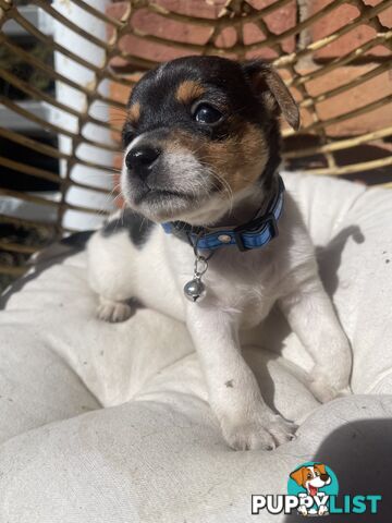 Miniature fox terrier