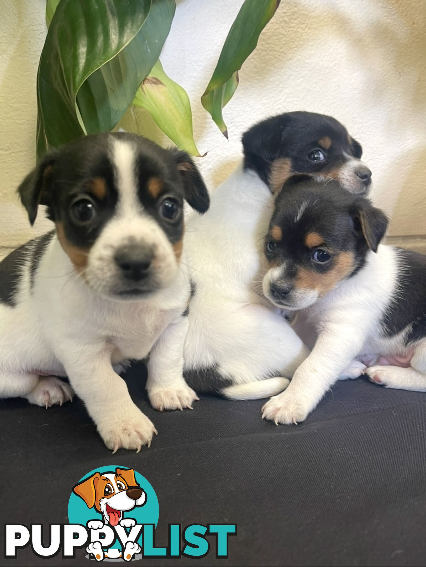 Miniature fox terrier