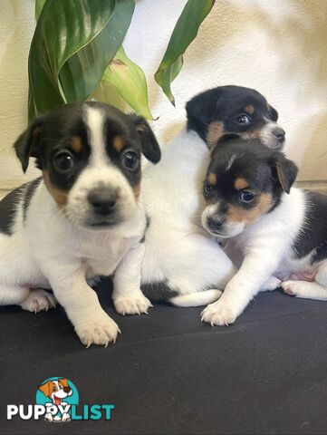 Miniature fox terrier
