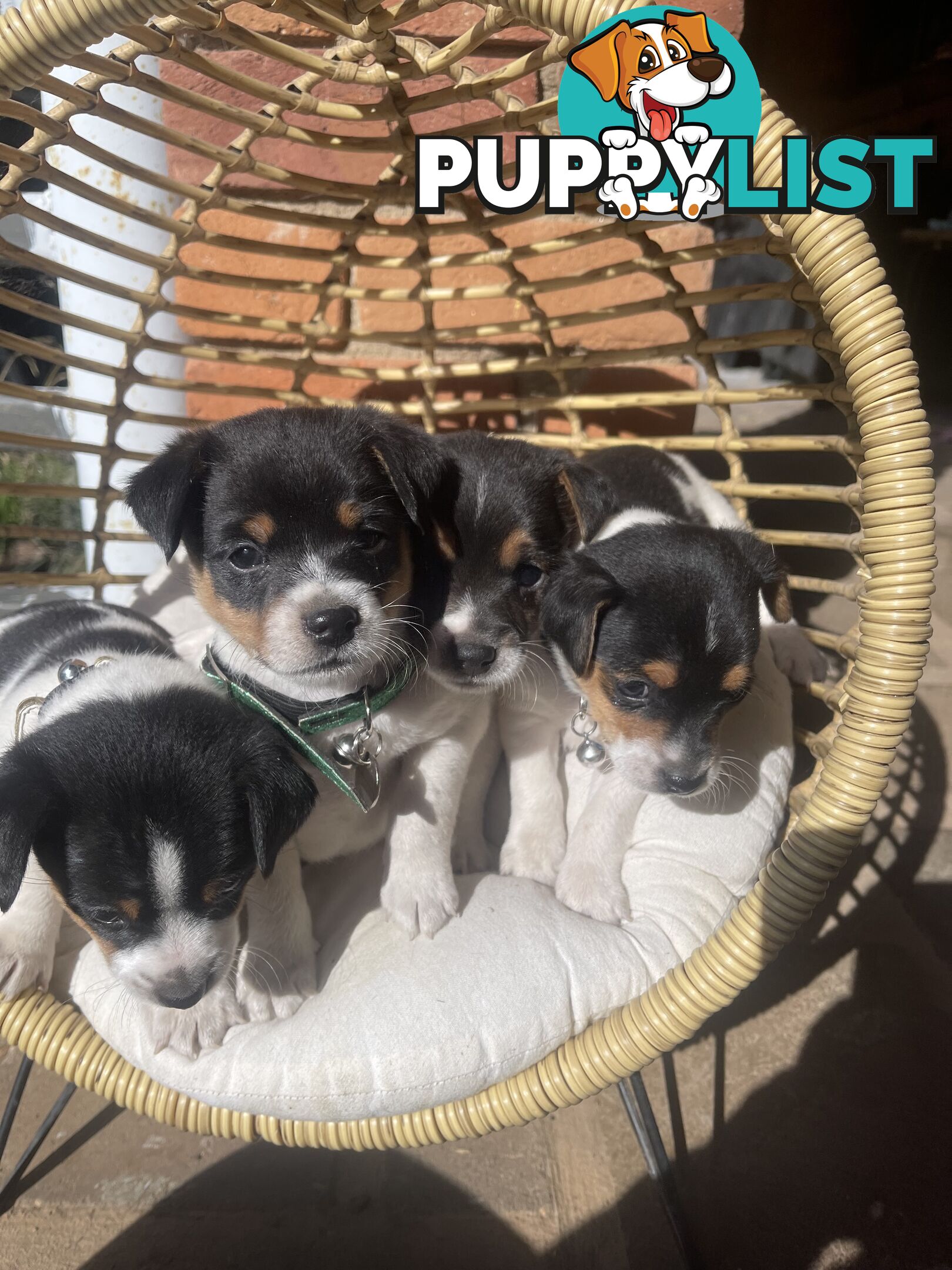 Miniature fox terrier