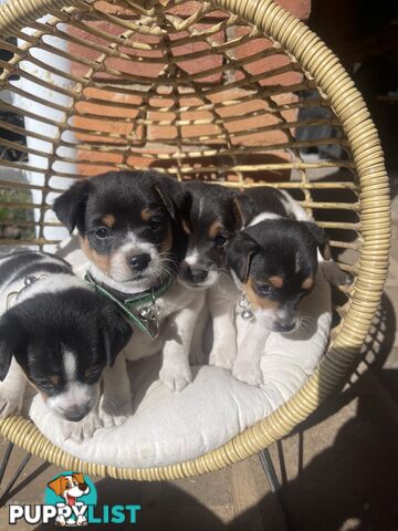 Miniature fox terrier