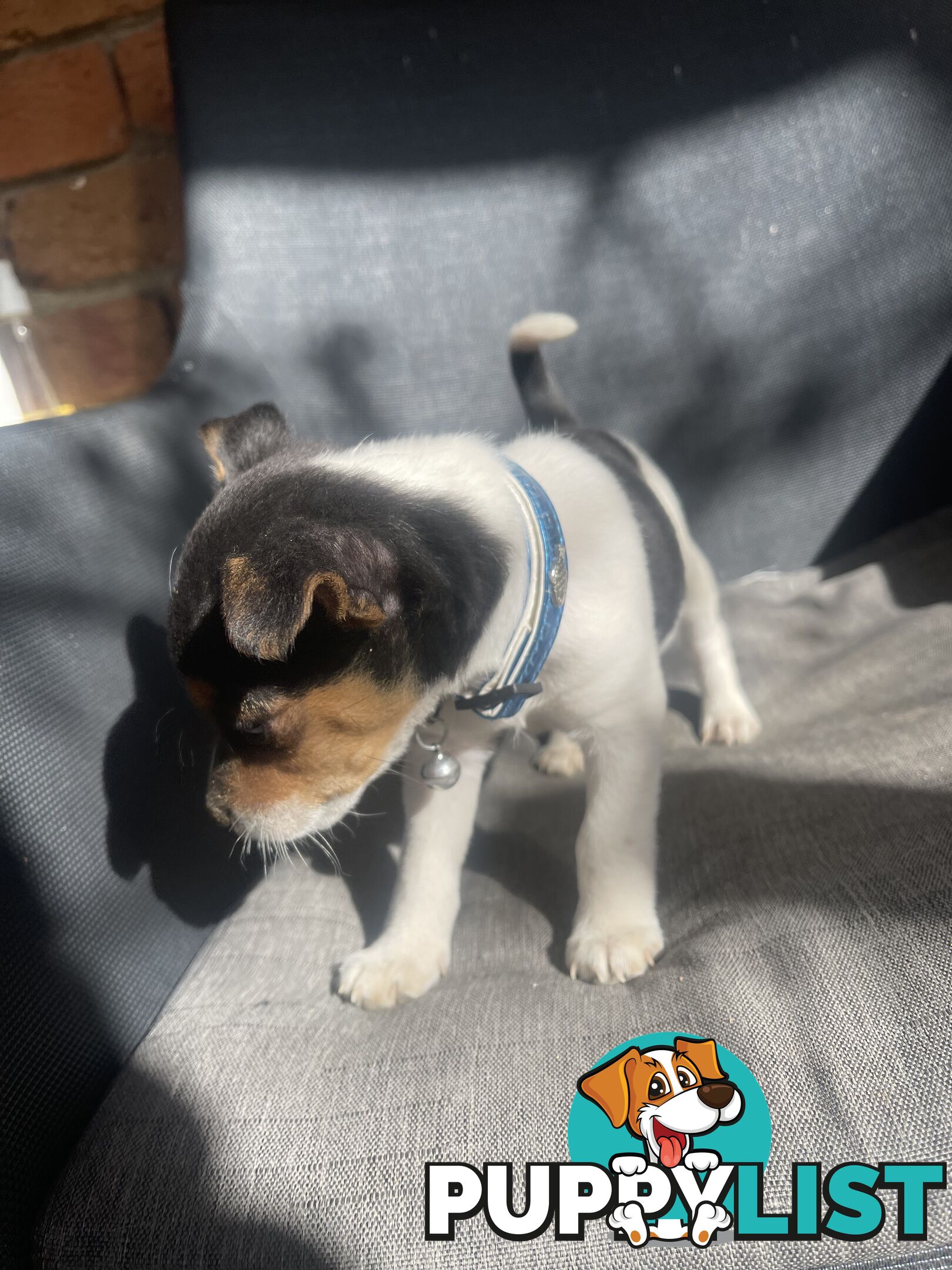 Miniature fox terrier