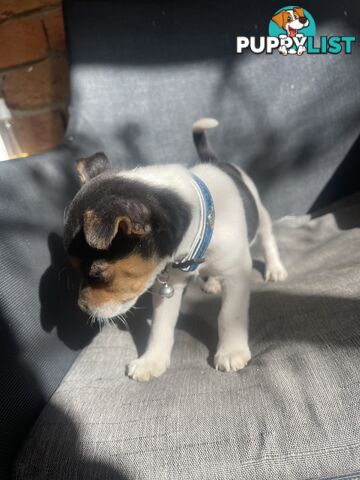 Miniature fox terrier