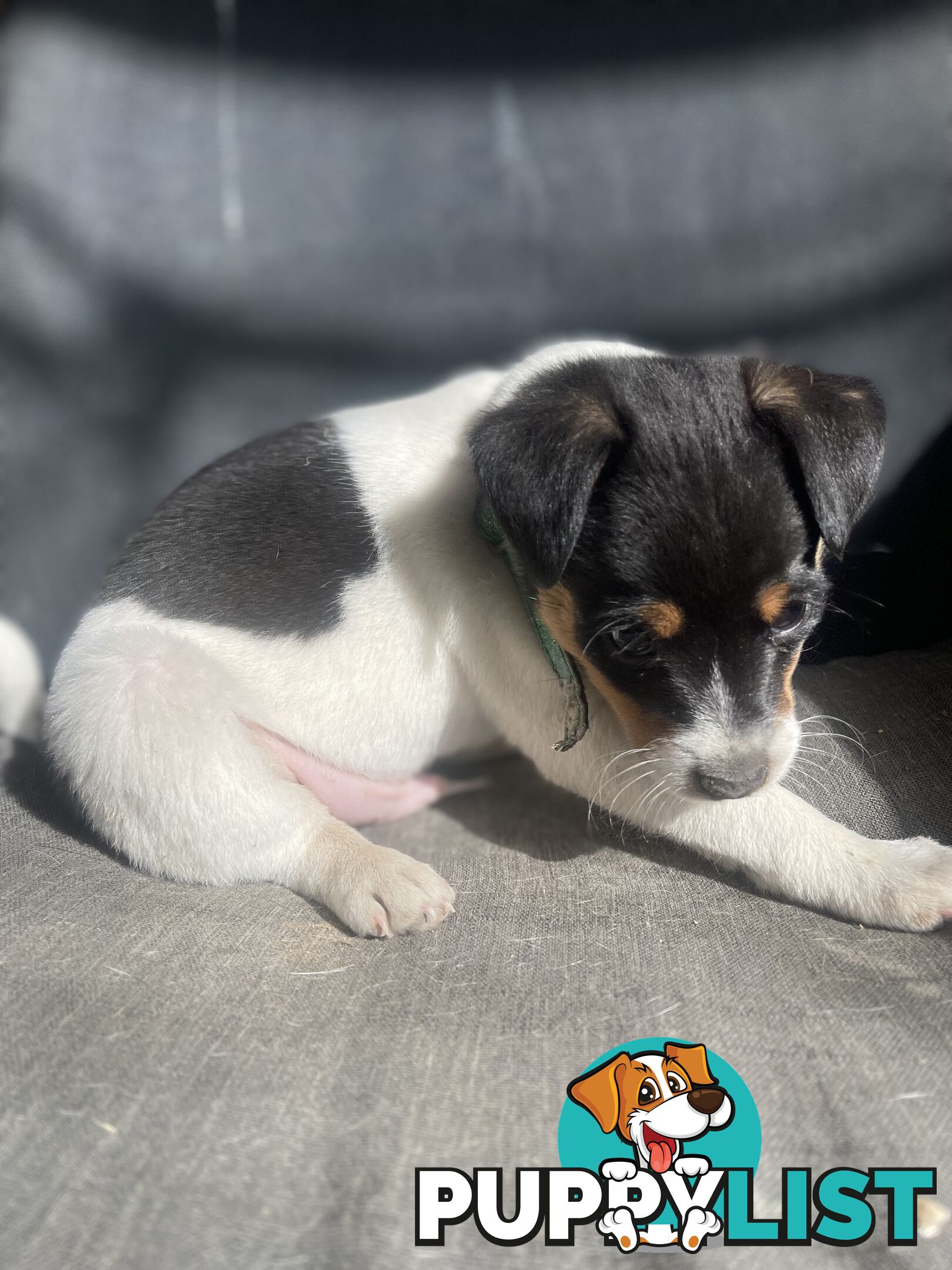 Miniature fox terrier