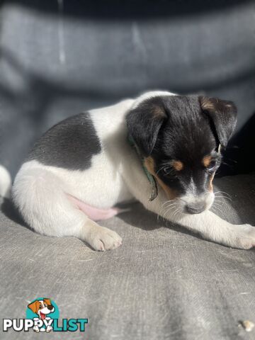 Miniature fox terrier