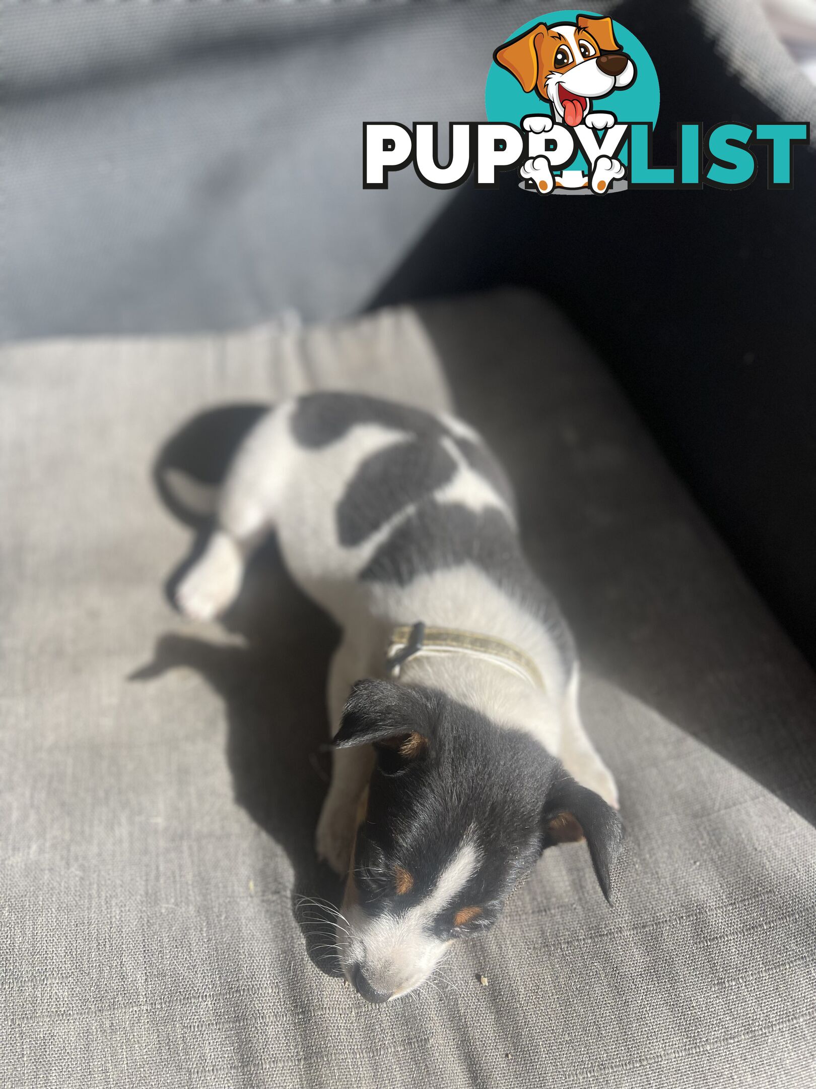 Miniature fox terrier
