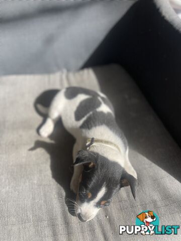 Miniature fox terrier