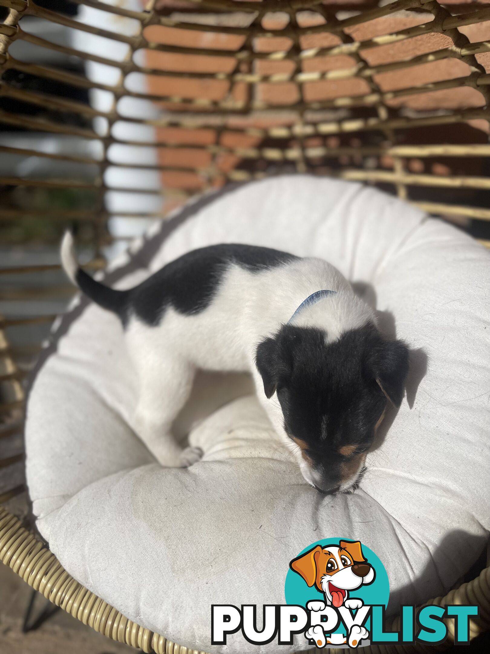 Miniature fox terrier
