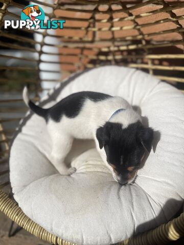 Miniature fox terrier