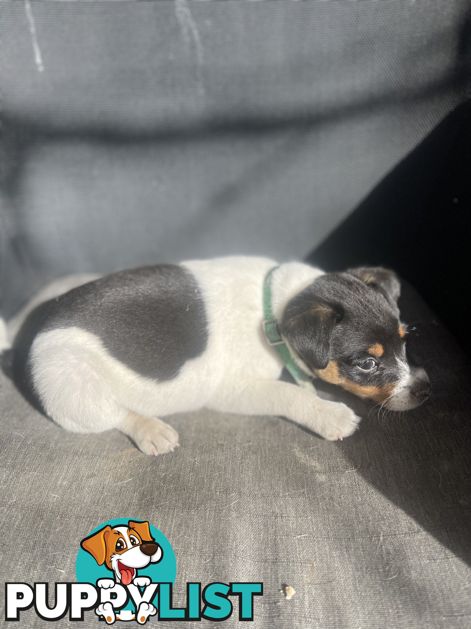 Miniature fox terrier