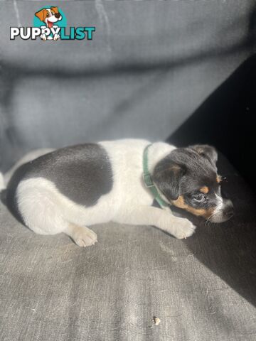 Miniature fox terrier