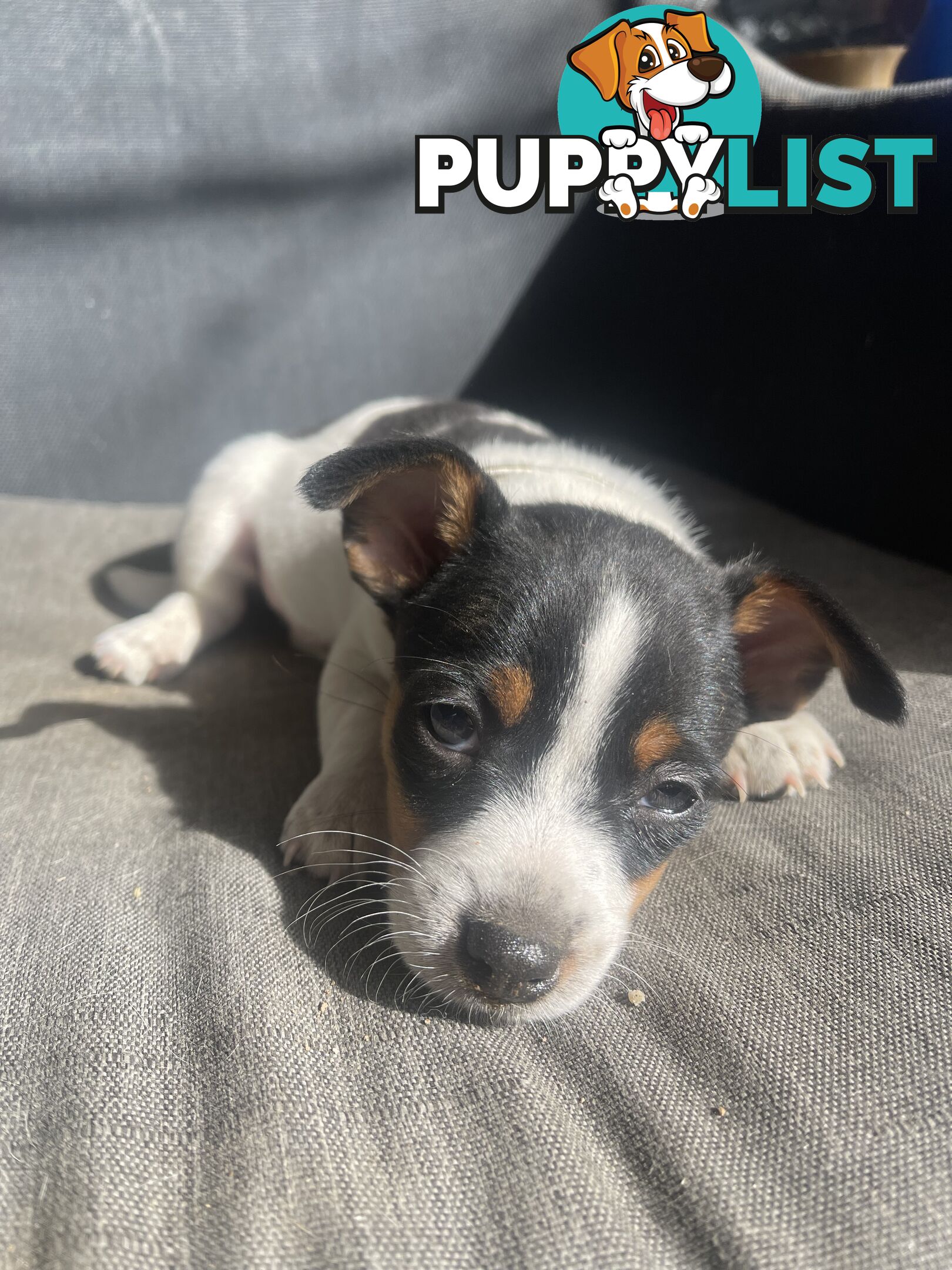 Miniature fox terrier
