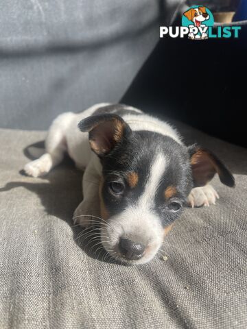 Miniature fox terrier