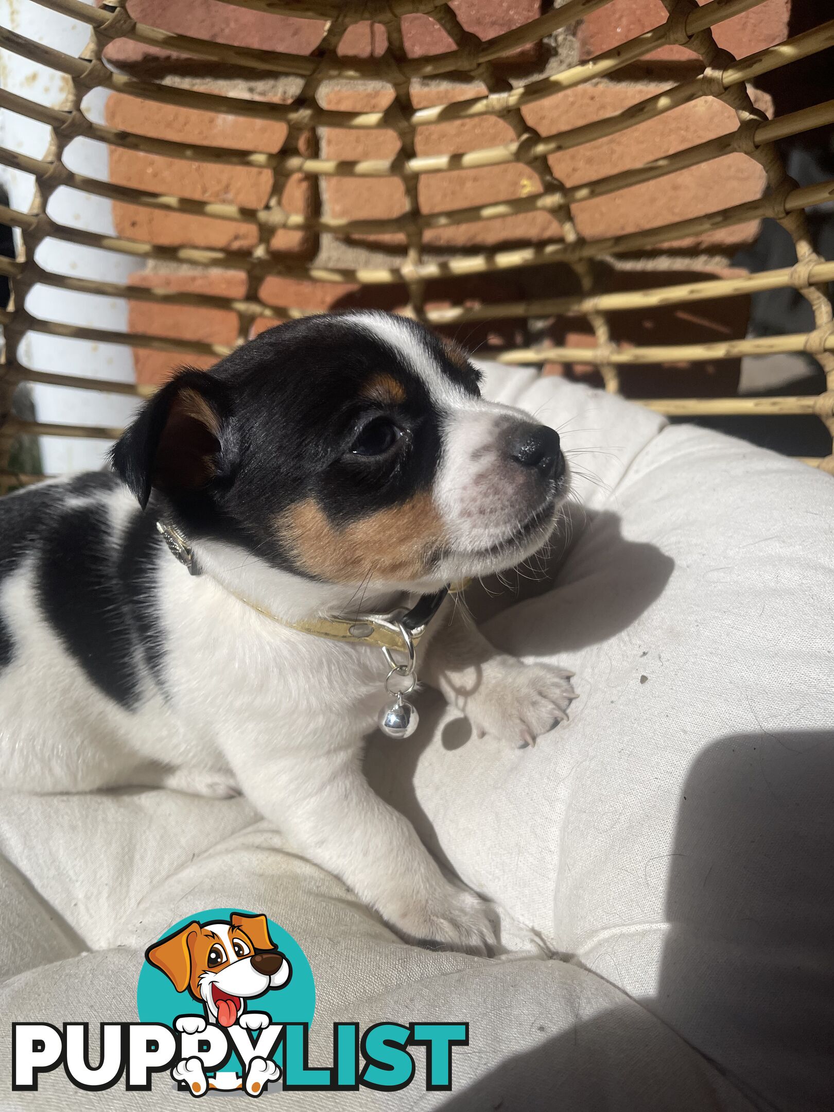Miniature fox terrier