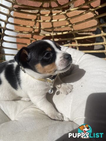 Miniature fox terrier