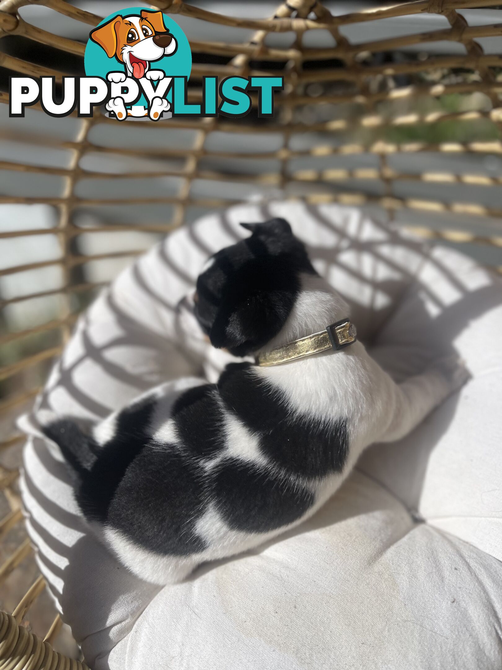 Miniature fox terrier