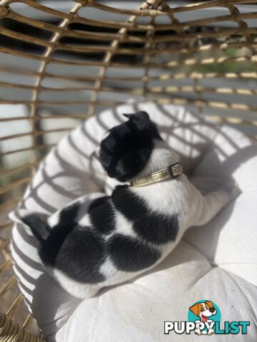 Miniature fox terrier