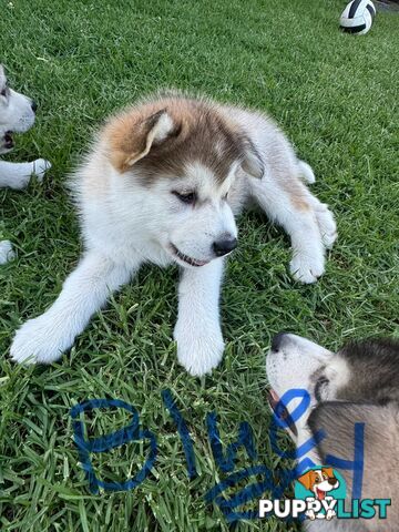 Alaskan malamute