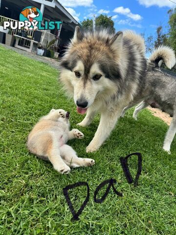 Alaskan malamute