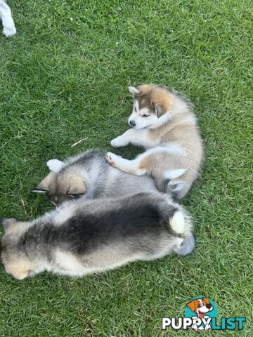 Alaskan malamute