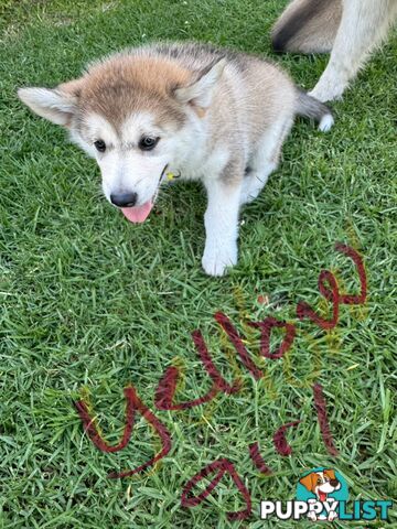 Alaskan malamute