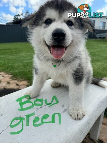 Alaskan malamute